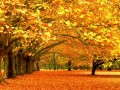 VA-Autumn Leaves vol.4