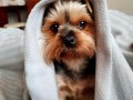 Филимон