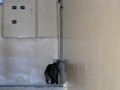 Марийский кот сам открывает дверь