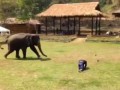 Elephant Comes To The Rescue