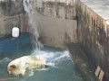 Новосибирский зоопарк. Каю дали воду
