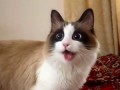 Кот с открытым ртом
