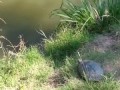 Эпический прыжок черепахи