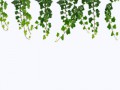 hanging_vine