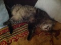 Кот Вася