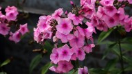 IMG_0027 копия