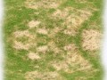 rasen im sand+