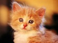 image (7)