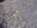 По следам тигра 4