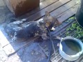 Охлаждение собак в летнюю жару