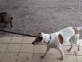 Котофеич выгуливает собакена.
