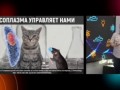 Алексей Водовозов - О токсоплазме
