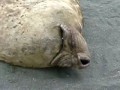Как храпят тюлени