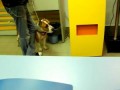 Бойцовская собака без намордника гуляет по фотосалону
