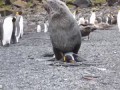 Мороской котик насилует пингвина