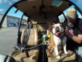 Bentley the Bulldog's Helicopter Adventure | Shot in 4k