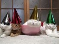 Коты и вечеринка