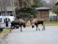 Alaska Bull Moose Street Fighting