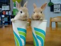 Кролики двойняшки 2