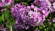 IMG_9868 копия