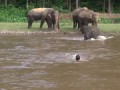 Elephant Come To Rescue People