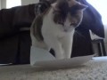 Кот и бумажный лист