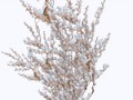 snow_bush_02_by_brokenwing3dstock-d5mrvx9