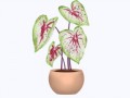 pngtree-miss-muffed-caladium-plant-png-image_6487625