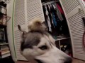 Husky and Baby Chick!? (Best Friends!)