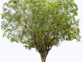257a-tree