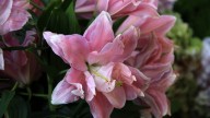 IMG_8854 копия