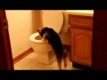 Cute Yorkie flips out at toilet [ORIGINAL]