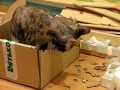 Кошка грызет картон
