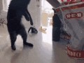 кот и багет