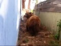 Медведь ушёл