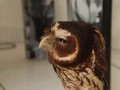 very cute Owl