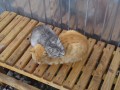 Сердечные коты 1