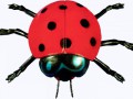 коровка (3)