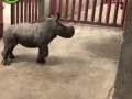Мини носорог