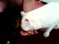 Котёнок Филя и кошка Валя едят кукурузу с рук2