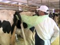 осеменение коров
