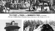 Giant_sequoia_exhibitionism