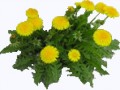 Dandelions_PNG_29863-Transparent-Png-Images