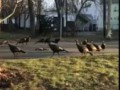These turkeys trying to give this cat its 10th life