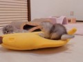 Гладь кота!
