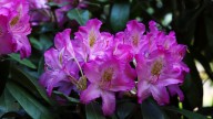 IMG_9933 копия