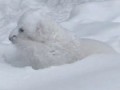Зоопарк Торонто Полярный Медвежонок наслаждается первой встречей со снегом.