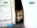 Вести-Хабаровск. Собака спасена