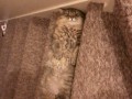 ступенька