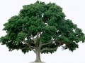 tree-1_zpsbf0269fe